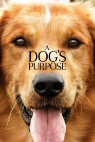 A Dog’s Purpose – Ο καλύτερος φίλος μου