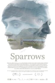 Sparrows – Σπουργίτια