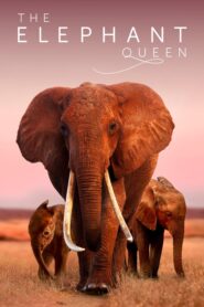 The Elephant Queen – Η Βασίλισσα Ελέφαντας