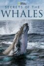 Secrets of the Whales – Μυστικά των Φαλαινών