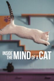 Inside the Mind of a Cat – Μέσα στο μυαλό μιας γάτας