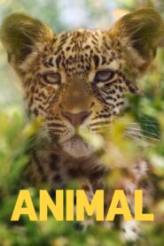 Animal: Season 1