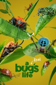 A Real Bug’s Life – Ζουζούνια από Κοντά
