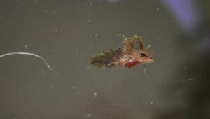 Great Lakes Untamed: 1×3