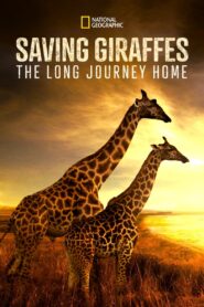 Saving Giraffes: The Long Journey Home – Σώζοντας Καμηλοπαρδάλεις: Ταξίδι Επιστροφής